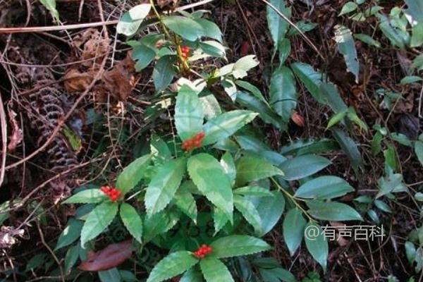 肿节风种植技术及繁殖方法