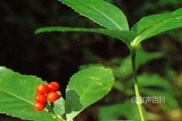 肿节风种植技术及繁殖方法