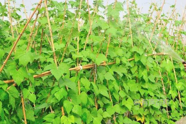 春季豆角种植技巧：在大棚中育苗