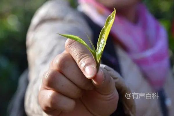 如何种植茶叶种子并进行必要的准备工作