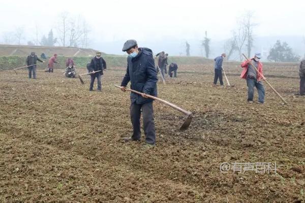 春耕时如何正确使用复混肥，每亩施用100公斤可实现高产要求