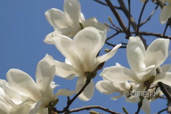 玉兰花树风水禁忌指南