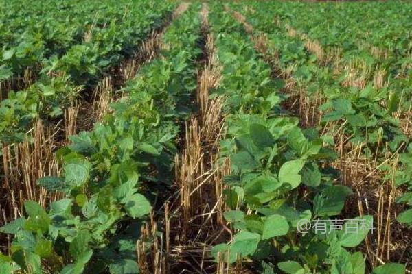 南农59大豆品种特点及花荚期防治豆荚螟和鼠害方法介绍