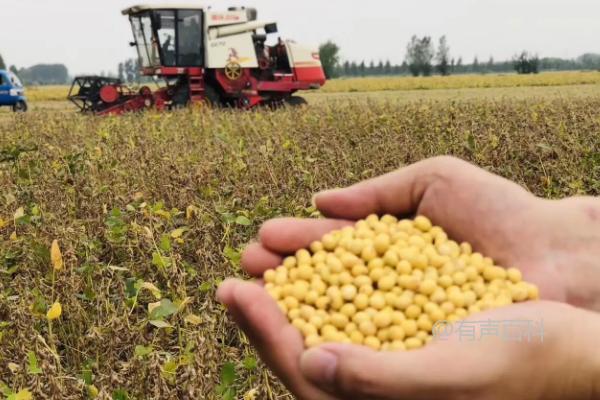 南农59大豆品种特点及花荚期防治豆荚螟和鼠害方法介绍