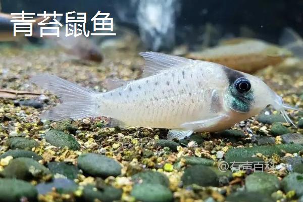 什么鱼像老鼠？青苔鼠鱼、三田鼠鱼、小精灵鱼都很相似