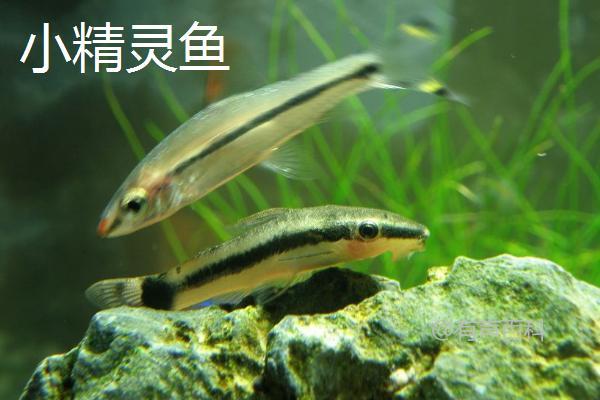 什么鱼像老鼠？青苔鼠鱼、三田鼠鱼、小精灵鱼都很相似