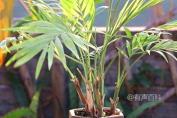 种植袖珍椰子的条件及喜光环境