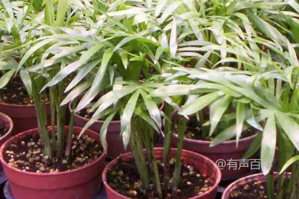 种植袖珍椰子的条件及喜光环境