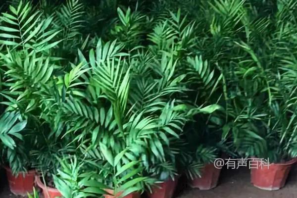 种植袖珍椰子的条件及喜光环境