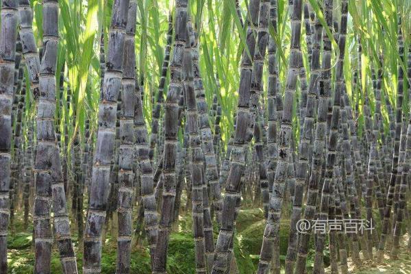 甘蔗种子播种方法及嫩茎种植攻略