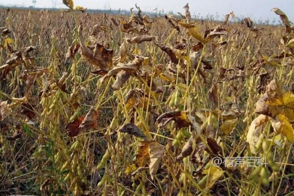 大豆苗变黄枯死可能是胞囊线虫病导致的