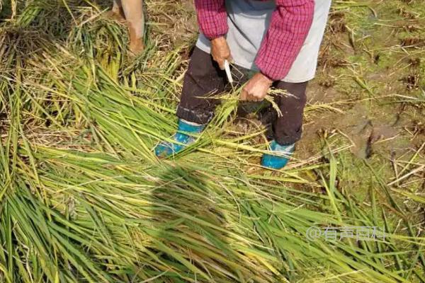 北方各季节主要农事活动及农活差异