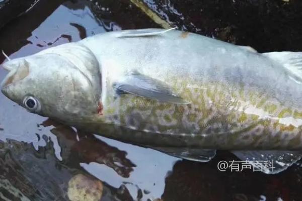 鳕鱼和巴沙鱼的区别：鳕鱼属于鳕形目，巴沙鱼属于鲶形目