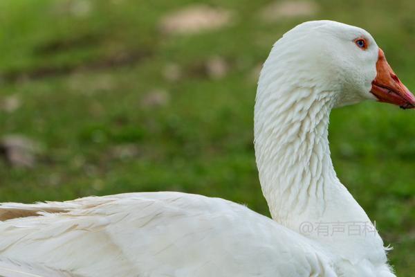 根据百度SEO规范，修改后的标题可以是：“鹅可以只吃草吗？只吃草会导致生长周期延长。”