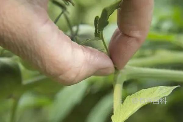 番茄病害防治方法：抗病品种选择和水旱轮作措施