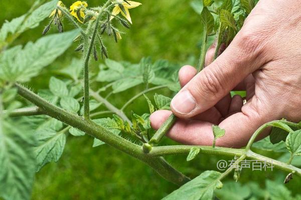 番茄病害防治方法：抗病品种选择和水旱轮作措施