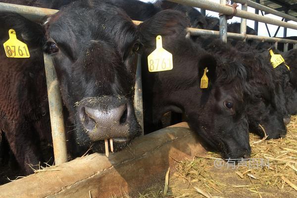 肉牛养殖全攻略，经验分享与利润预测