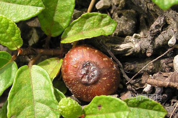 野生地瓜种植技巧，5月种下，6月便可收获