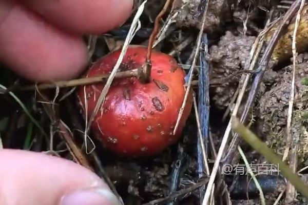 野生地瓜种植技巧，5月种下，6月便可收获