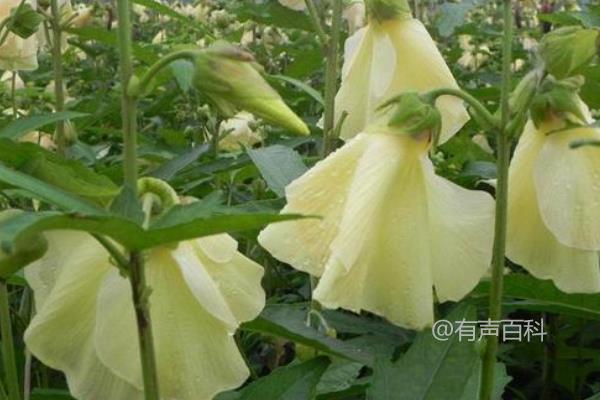 金花葵种植技术及营养钵育苗方法