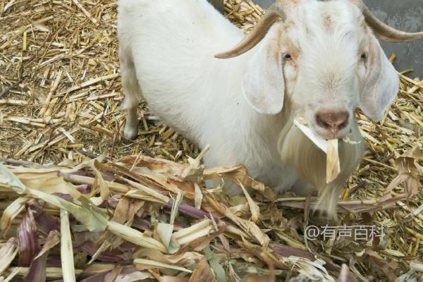 羊能否食用发霉的玉米秸秆？