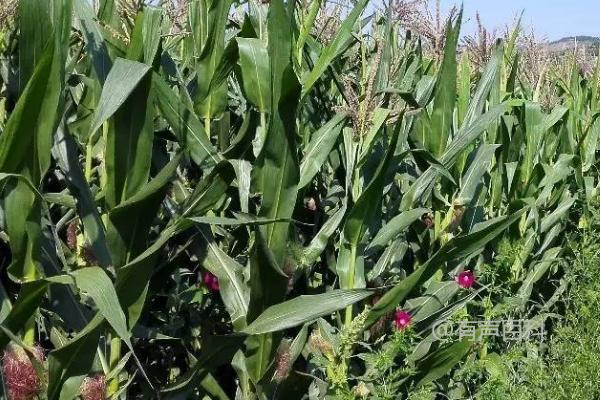 种植黑玉米和糯玉米的关键步骤及多菌灵溶液浸泡前的注意事项