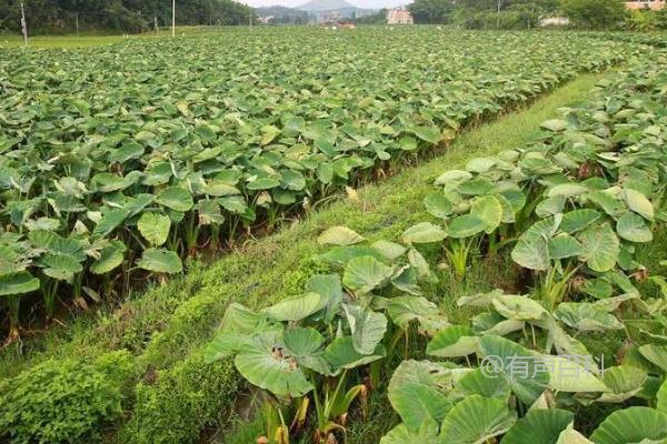 春季合适的时间是3月中旬，这是芋头的种植最佳时间