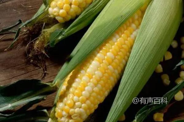 迪卡653玉米种，夏播生育期98-105天简介