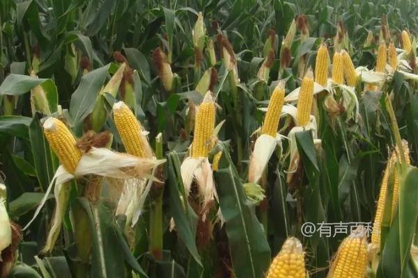 迪卡653玉米种，夏播生育期98-105天简介