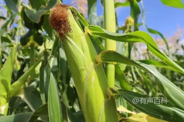 迪卡653玉米种，夏播生育期98-105天简介