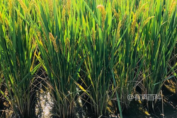 扬农香糯108水稻种子特征及综合防治病虫害特性