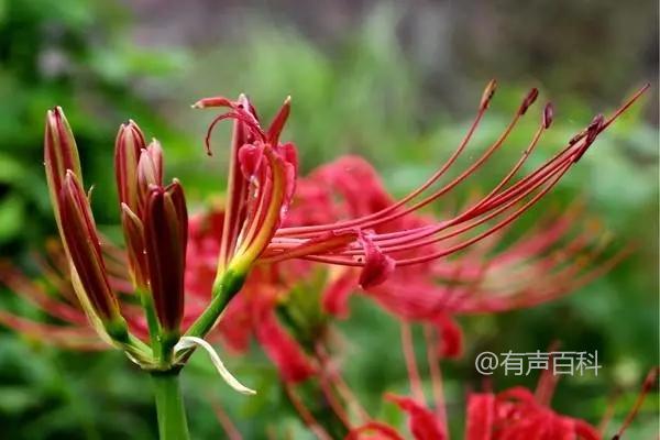 # 石蒜花种植技巧指南：新手必备的养护秘籍