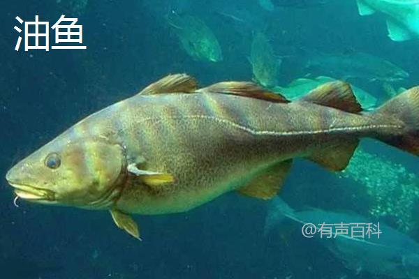 油鱼与鳕鱼的区别：外形、鳞片和手感对比