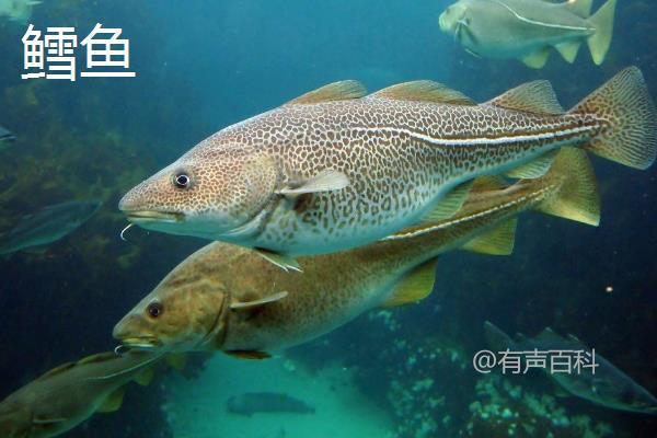 油鱼与鳕鱼的区别：外形、鳞片和手感对比