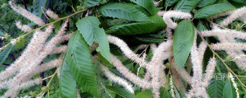 栗子花是什么味道, 初春如何辨认栗子花?