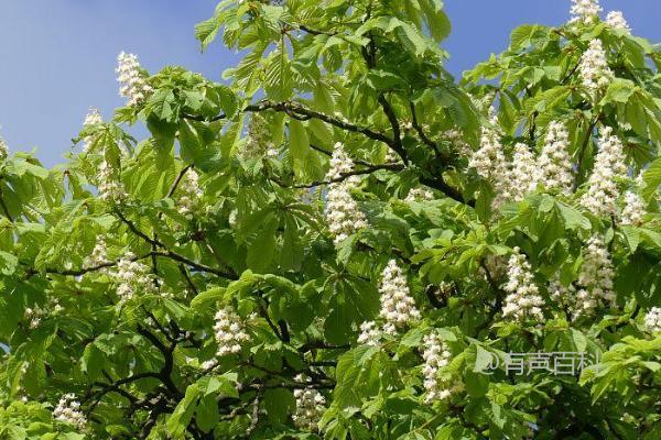 栗子花是什么味道, 初春如何辨认栗子花?