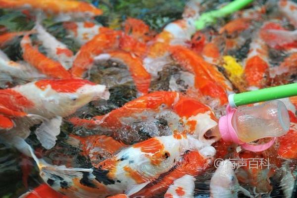 锦鲤的食物：动植物性饲料与人工饲料的摄取