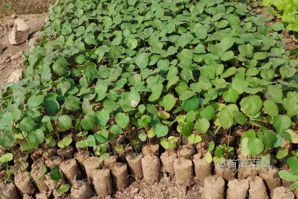 棉花营养积累种植技巧，苗床布置应接近移栽田地