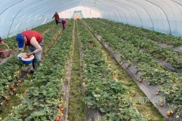 草莓采摘后的管理方法，摘取果实后要及时清除新长出的匍匐茎。