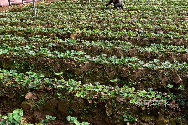 草莓采摘后的管理方法，摘取果实后要及时清除新长出的匍匐茎。