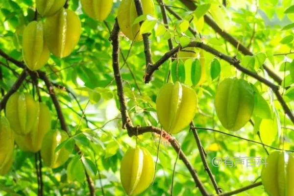 你想了解杨桃的种植方法，特别是土壤处理和挖穴栽种的步骤吗？