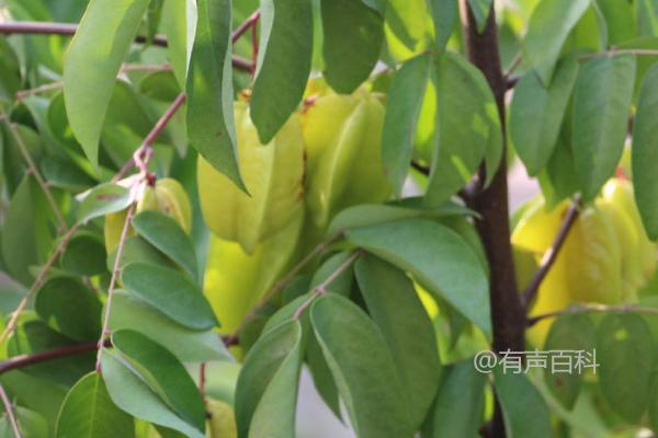 你想了解杨桃的种植方法，特别是土壤处理和挖穴栽种的步骤吗？