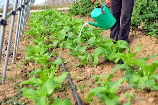 冬季露地蔬菜施肥的特点及方法