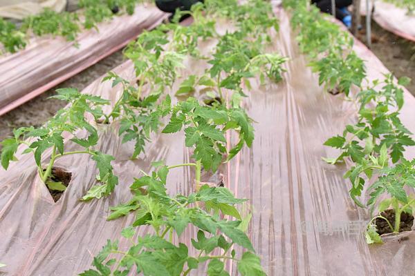 冬季露地蔬菜施肥的特点及方法