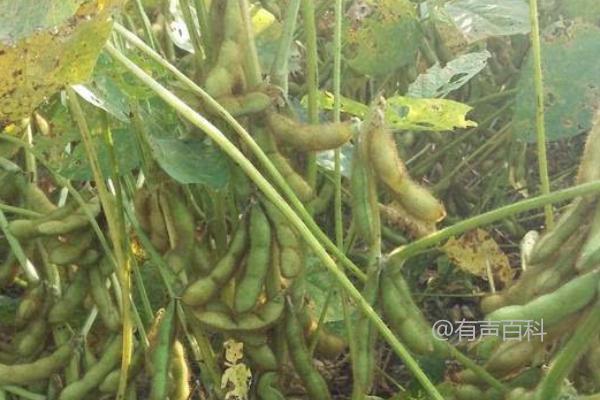 湘鲜秋豆4号大豆种子介绍及优点-秋大豆鲜食品种