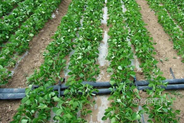 湘鲜秋豆4号大豆种子介绍及优点-秋大豆鲜食品种