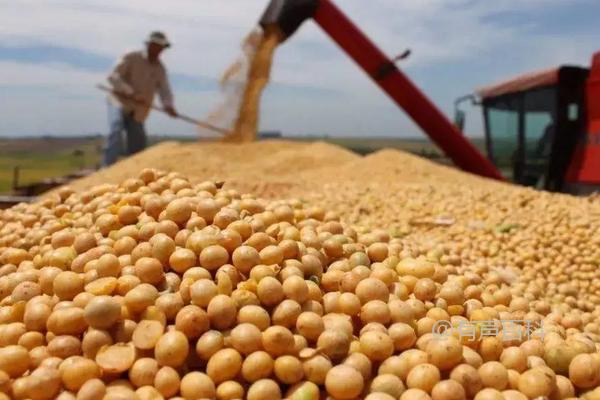 湘鲜秋豆4号大豆种子介绍及优点-秋大豆鲜食品种