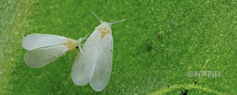 白粉虱防治方法及药剂推荐