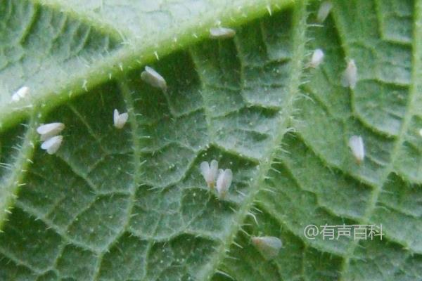 白粉虱防治方法及药剂推荐