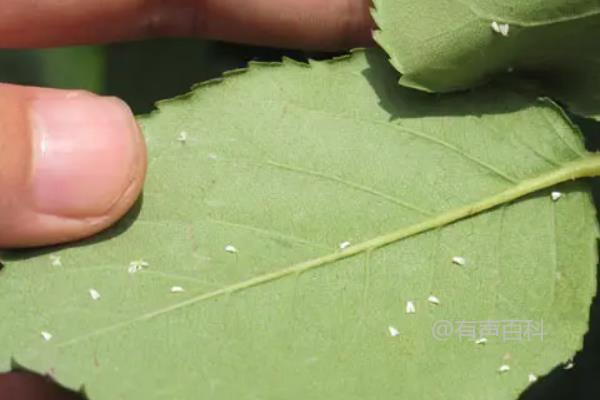 白粉虱防治方法及药剂推荐